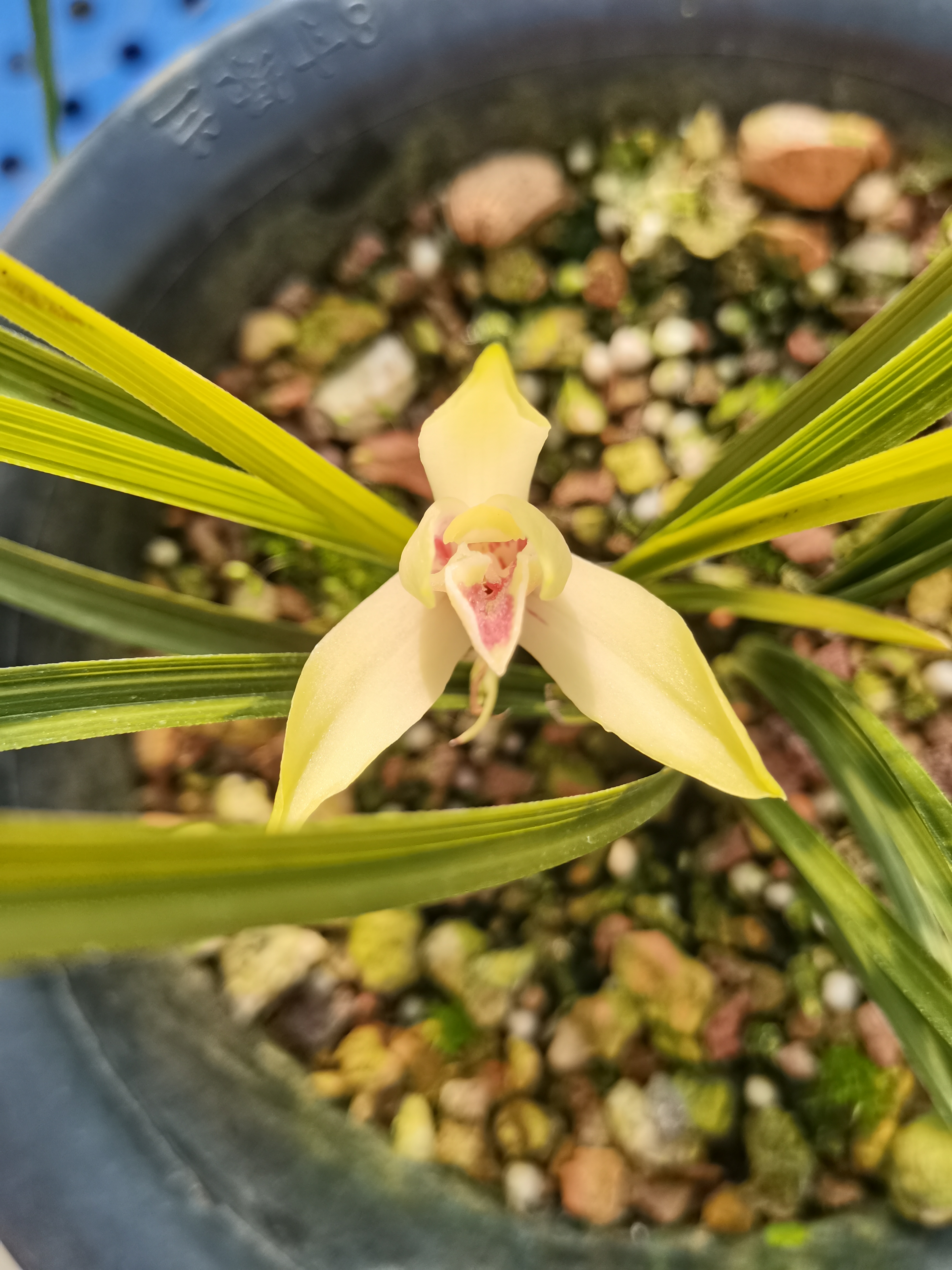 兰花蕙兰春兰直播间绿植花卉盆栽浓香