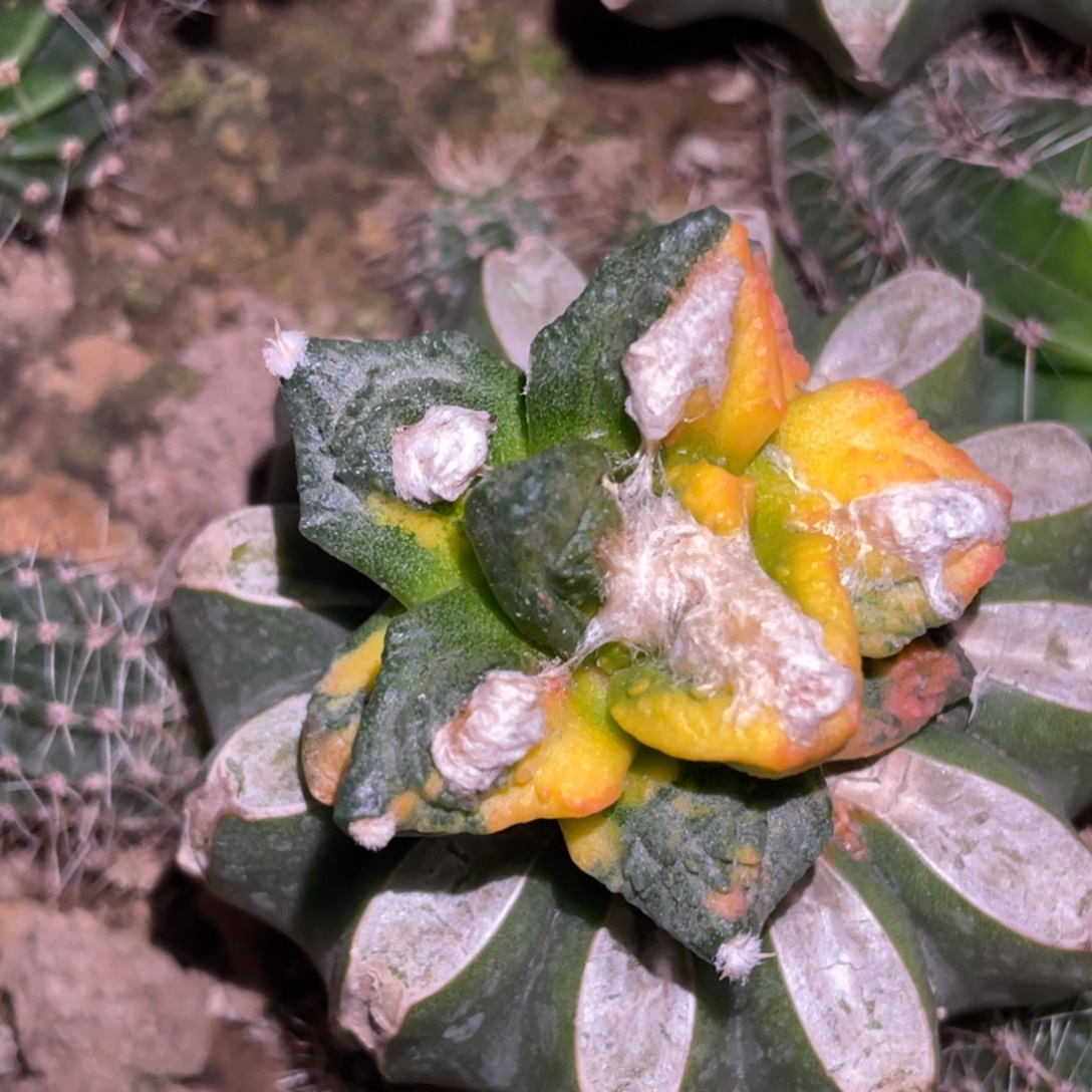 小***庄无花朵牡丹锦 仙人球开花