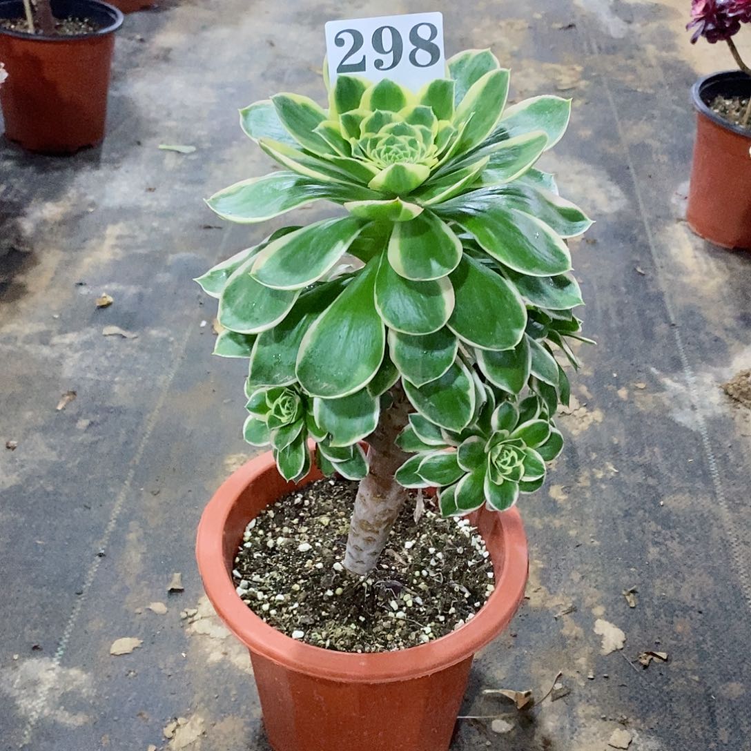 大叶绿玫瑰298多肉法师植物