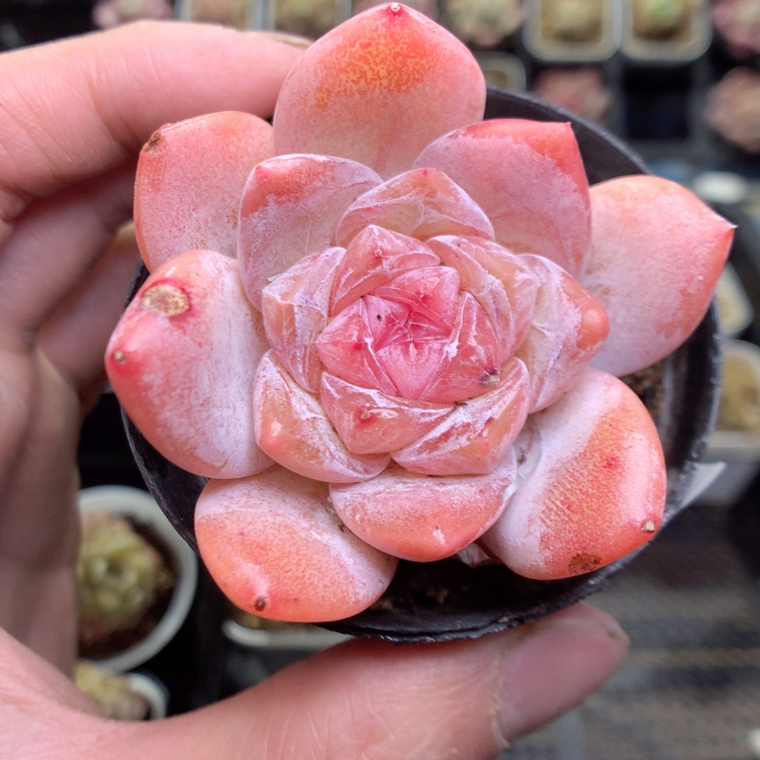 Q106y y y y y y y y y