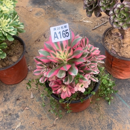 165女巫法师不包断枝