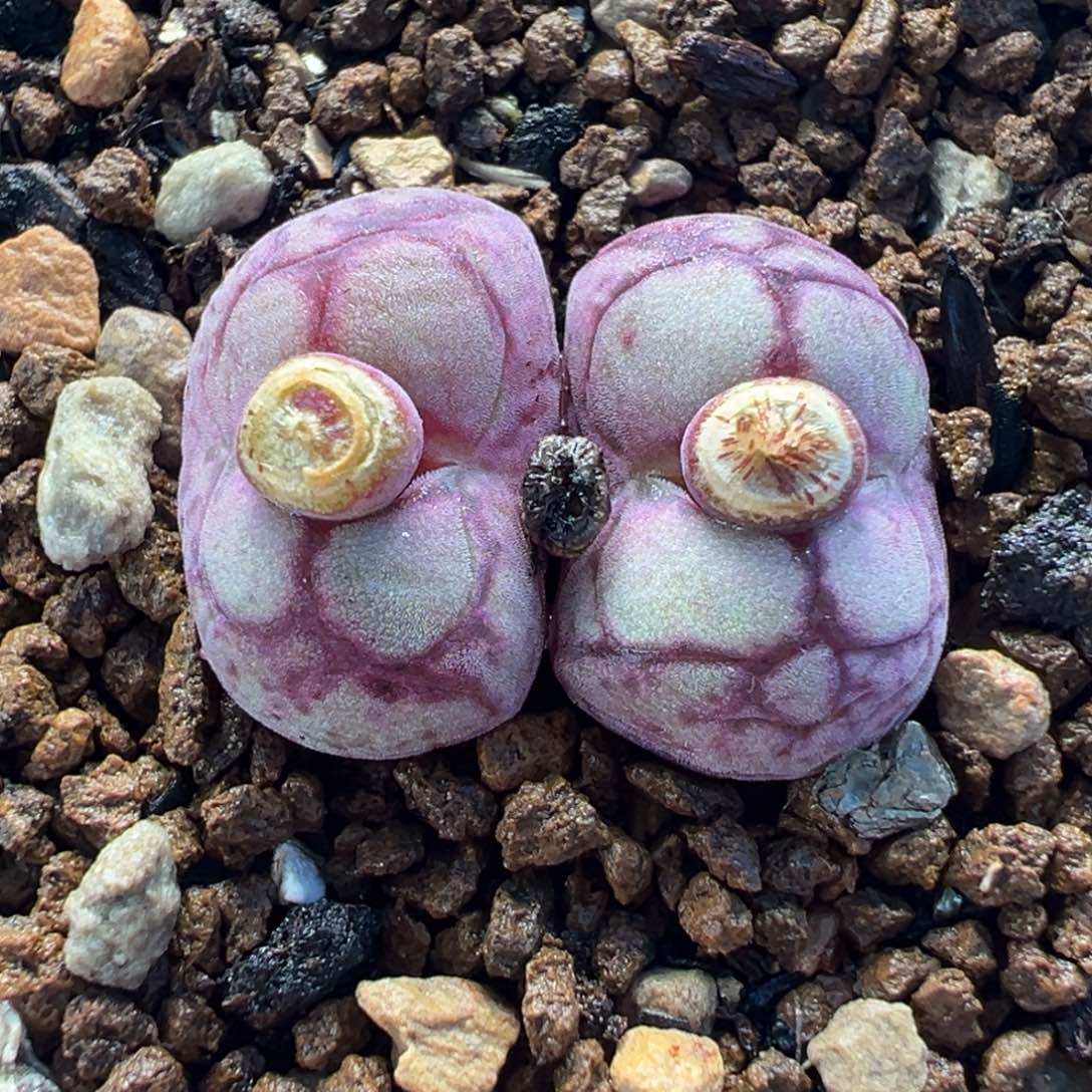 八重亘基多肉植物盆栽植物