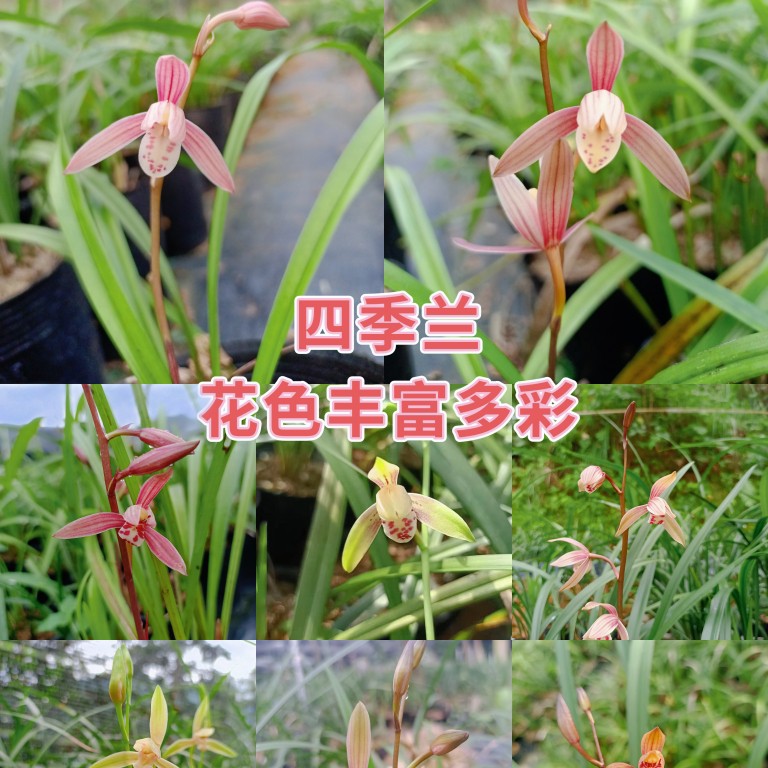 高山四季兰熟草，兰花浓香型，一年开花多次，客厅阳台摆放