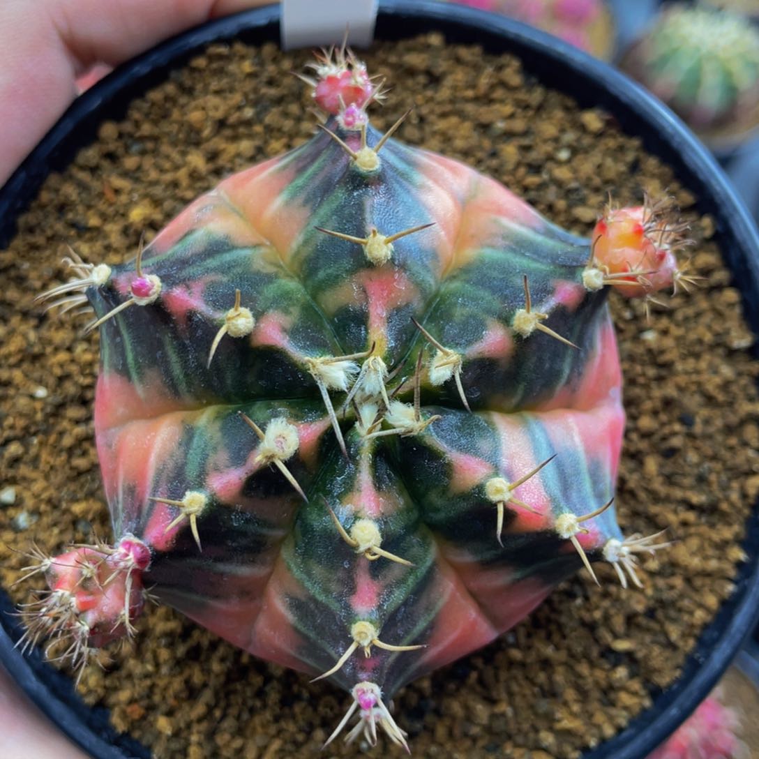 米哈星球000000000011