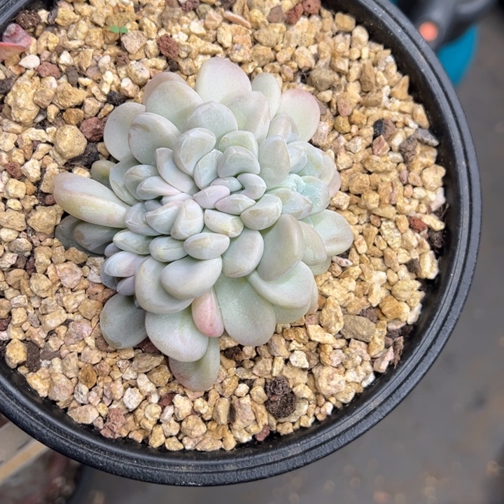 玉麒麟 缀化 夏鸣园艺