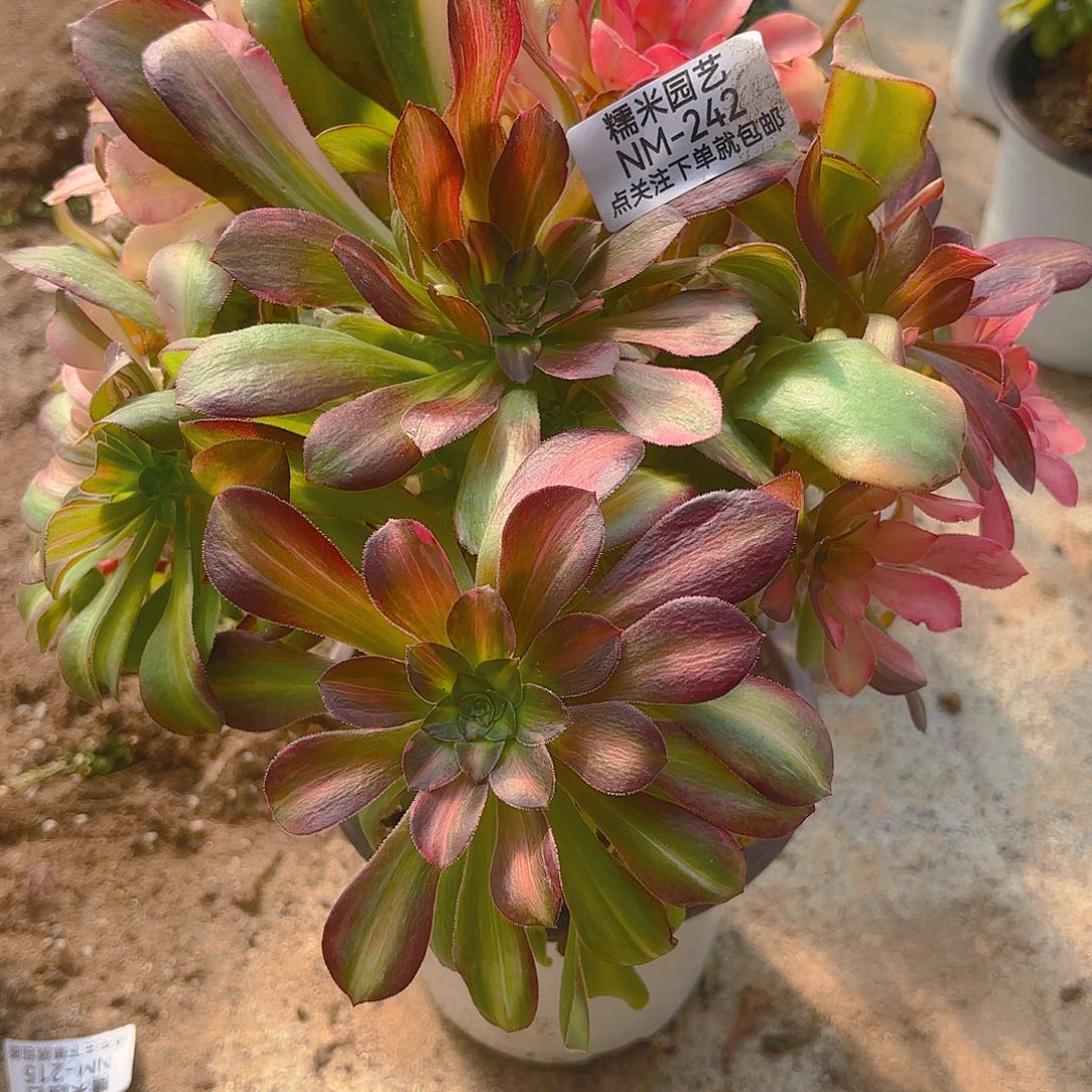 绍七彩砍头群多肉植物242