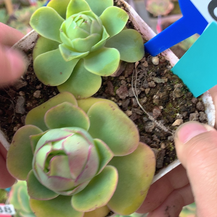 【闪购商品】yjj361