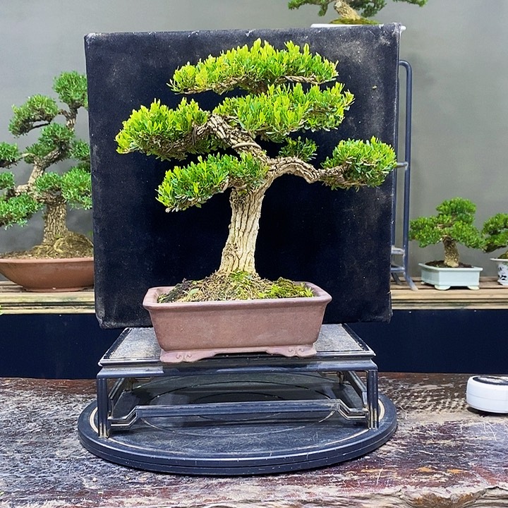 无花朵M黄杨盆景四季常青