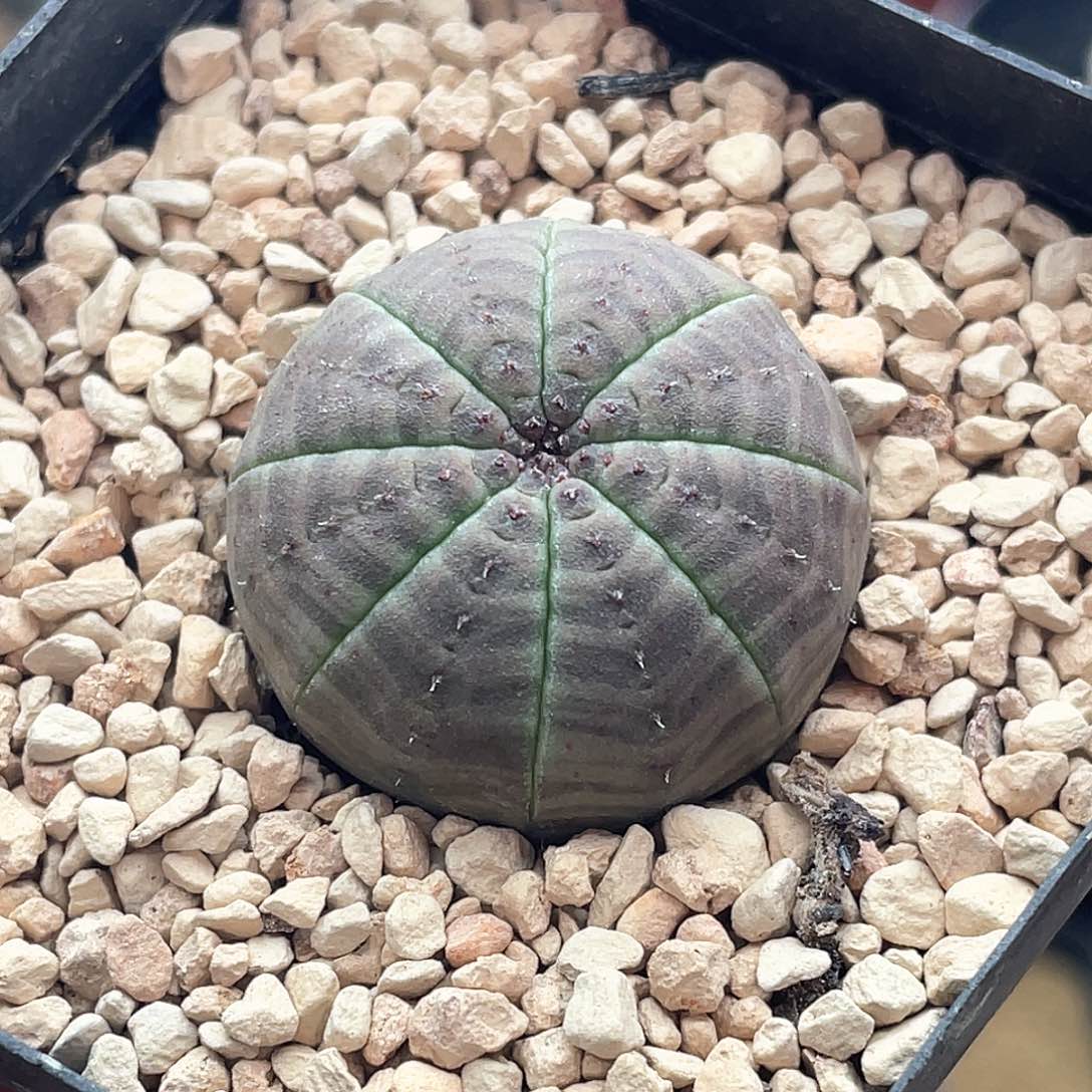 实生紫肌欧系布纹球