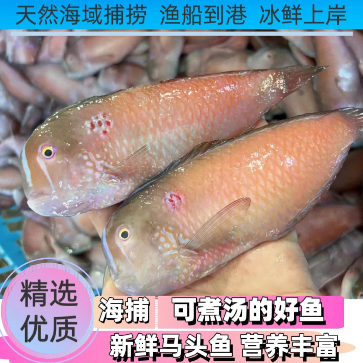 海捕新鲜莺歌马头鱼 小朋友爱吃 香煎美味且营养丰富