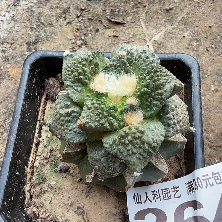 无花朵264哥怒牡丹
