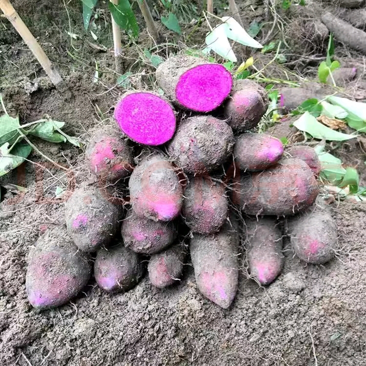 农家种植赣南紫山药农家蔬菜铁棍山药大薯当季新鲜蔬菜紫玉淮山药