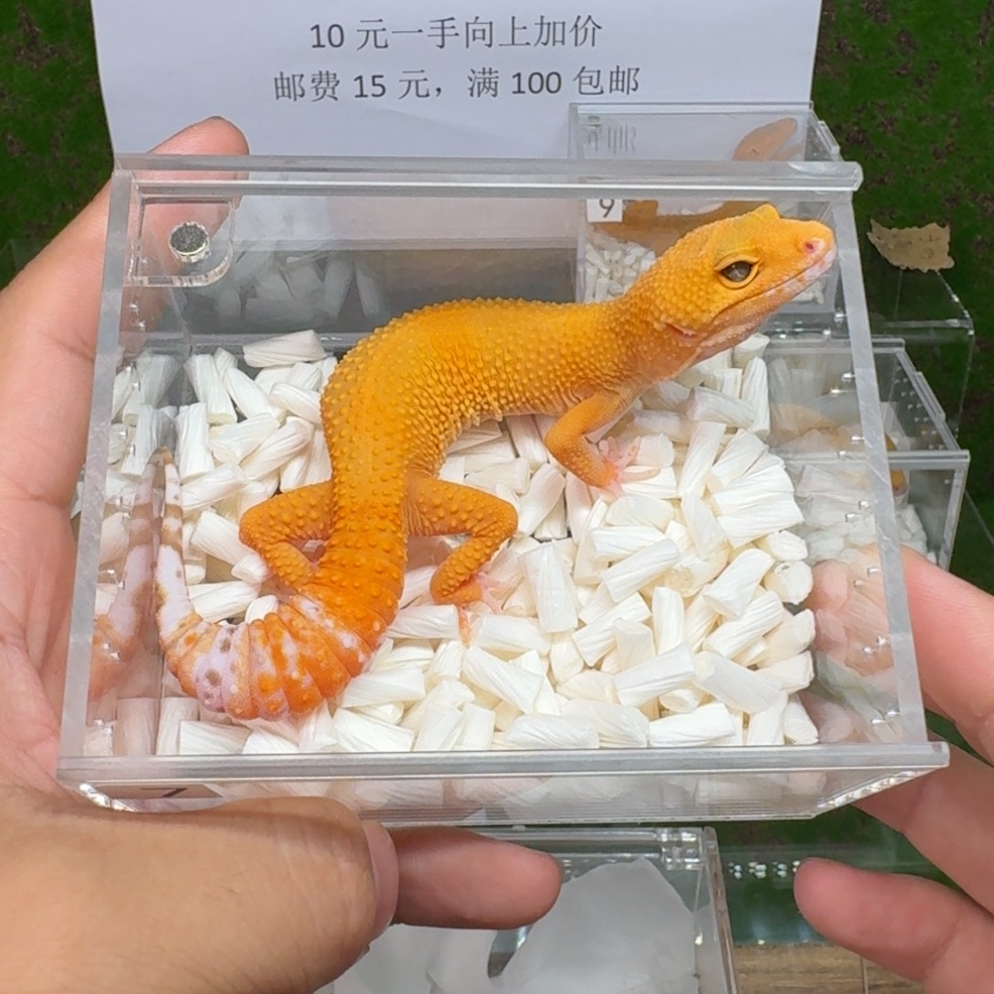 豹纹守宫豹纹守宫 蜜橘雨水 母