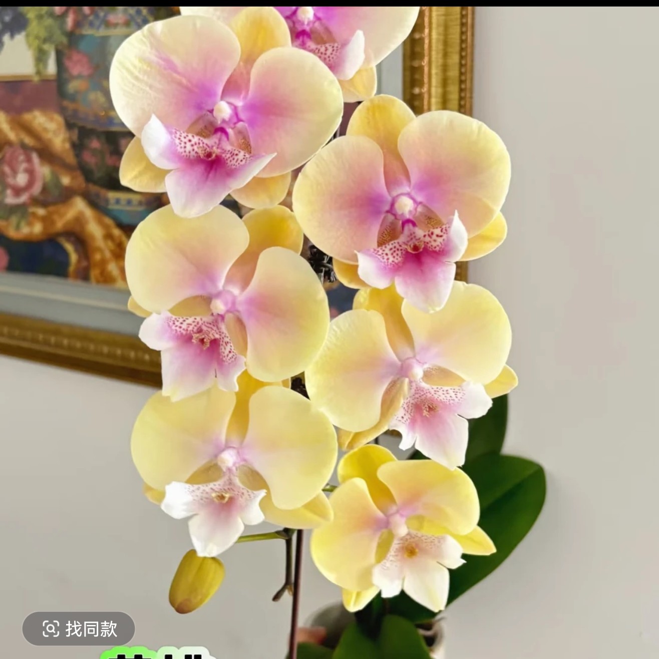 黄桃之梦，3.0寸杯成熟新苗，无花，双花剑，蝴蝶兰盆栽大苗