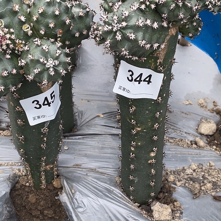 野***枪344 345号袖蒲苗接短豪刺青花虾