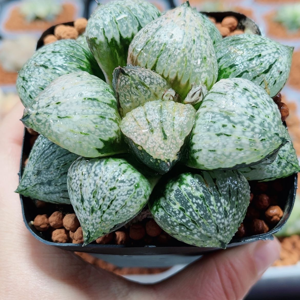 【闪购商品】兰****罗大久保白银锦