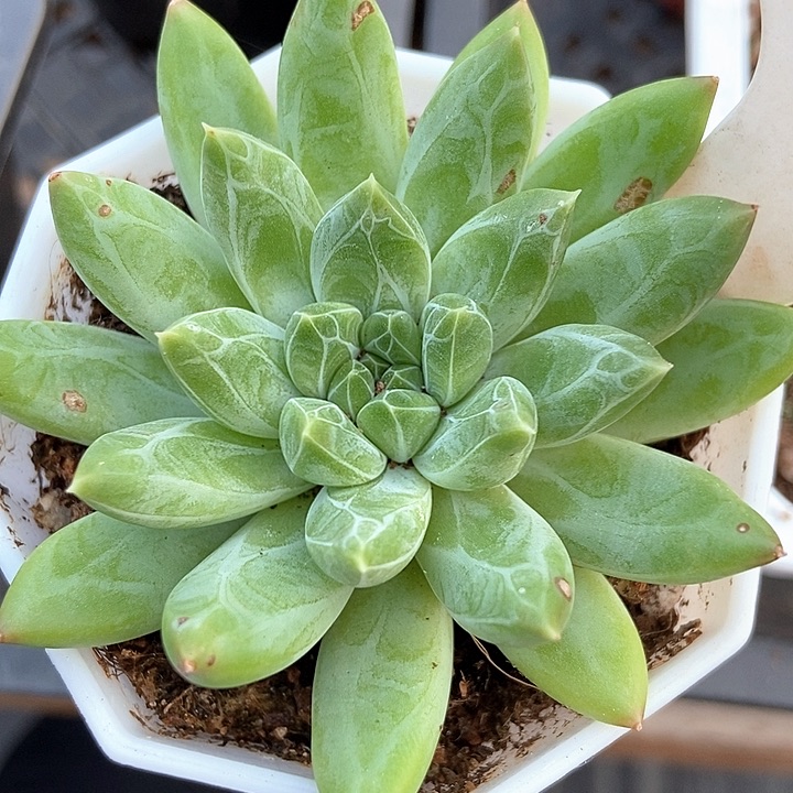 多肉植物雨花石608