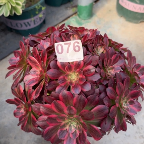 076安娜22厘米左右