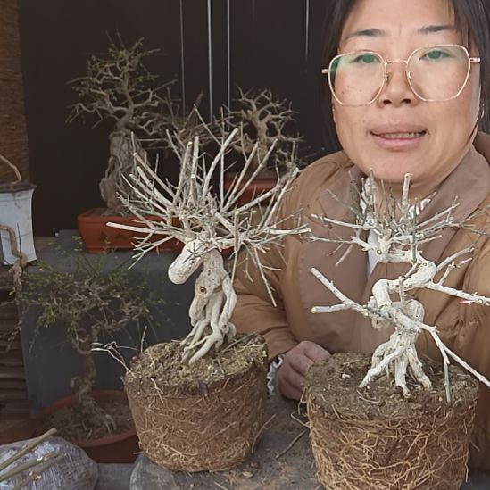 文***王完全开放甘肃小叶迎春花