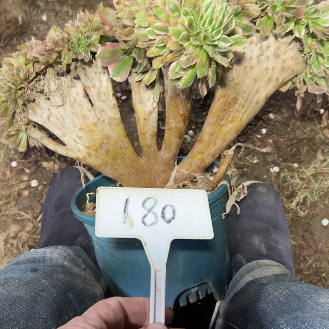 多肉植物女神缀花180