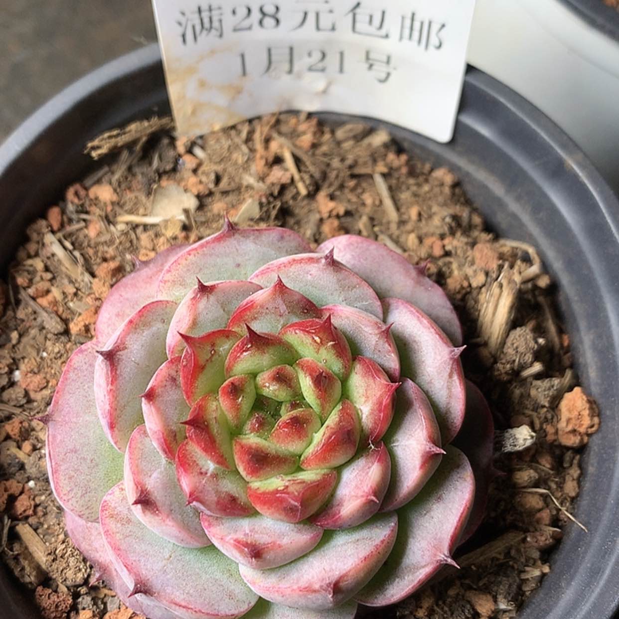 【闪购商品】云520