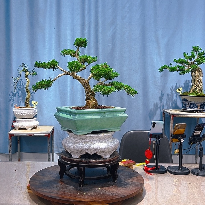 无花朵广东皱皮雀舌黄杨