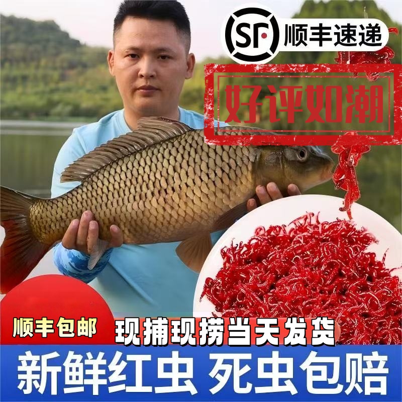 【挂钩特大号】顺丰包邮鲜活超大号红虫钓鱼拉饵挂钩饵料适用野鲫鱼