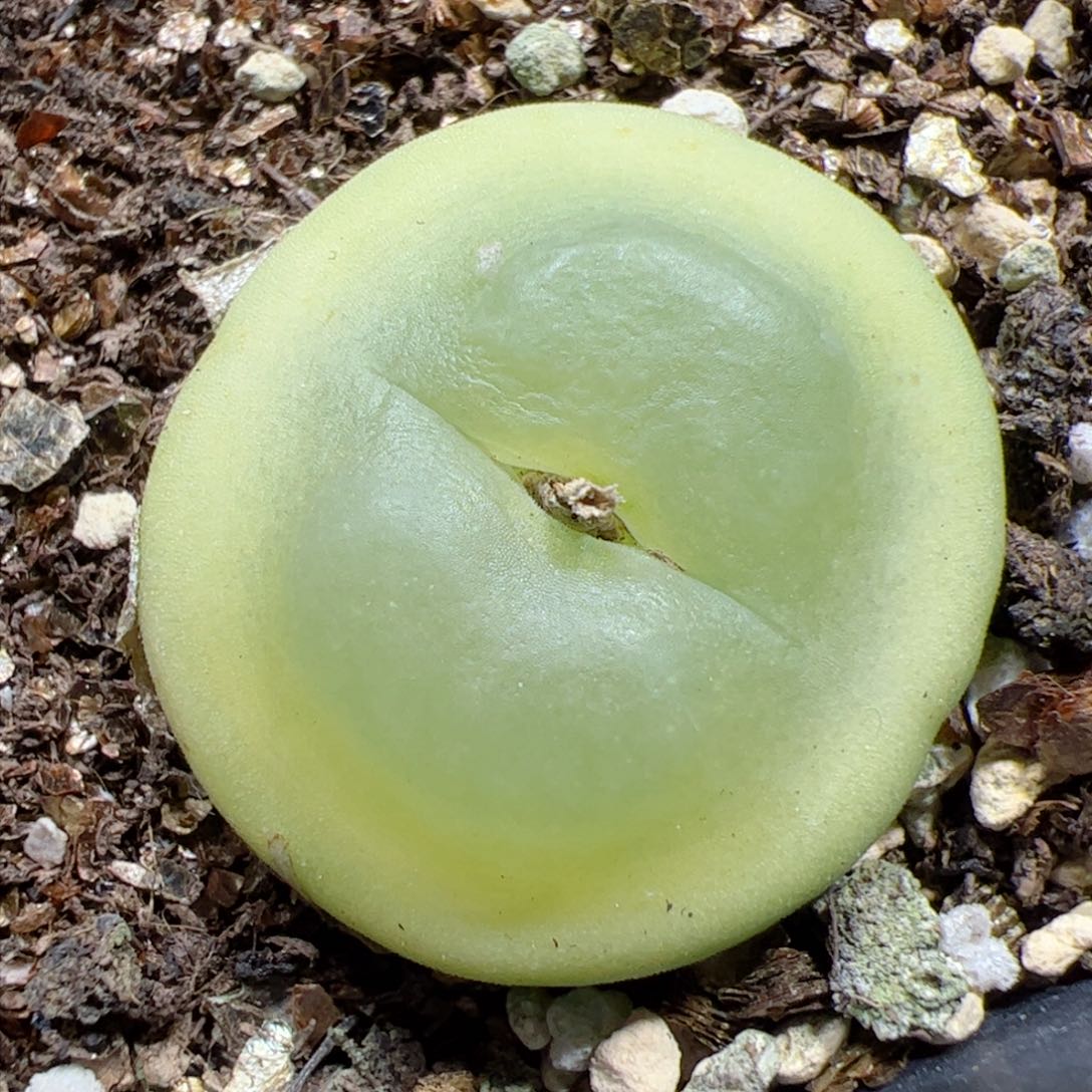 【闪购商品】48 拉登2.7cm