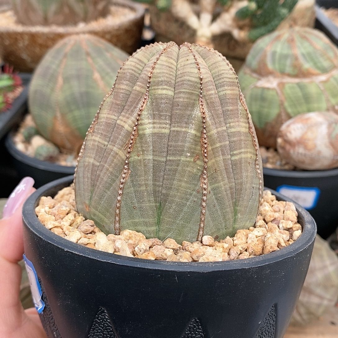 欧系布纹球多肉植物