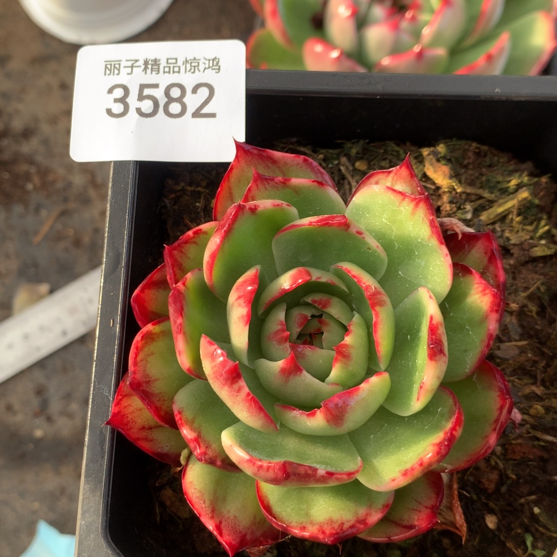 3582一物一拍9厘米