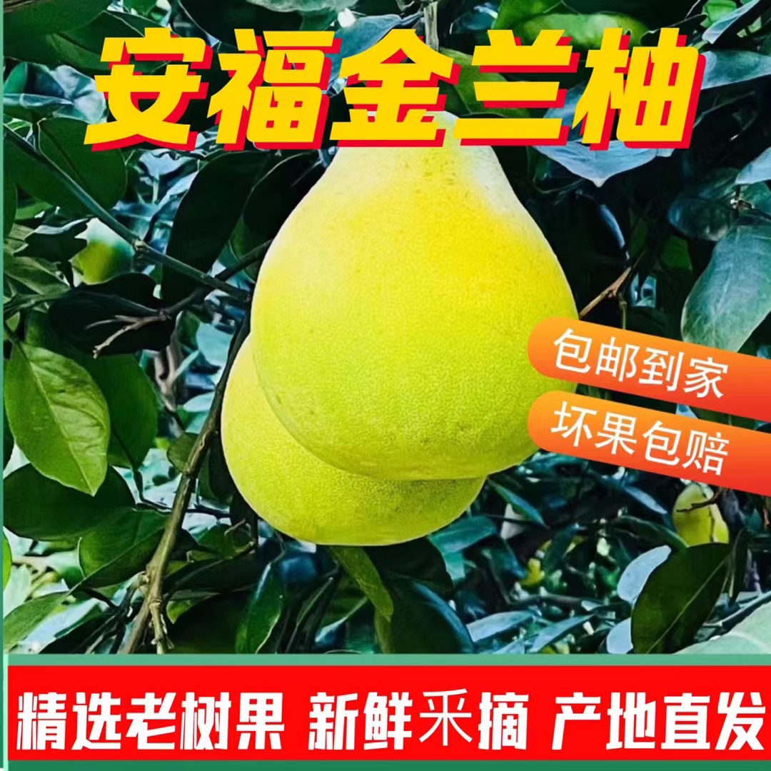 【遇见江西好物专属】正宗井冈蜜柚安福老树金兰柚原产地果园直销