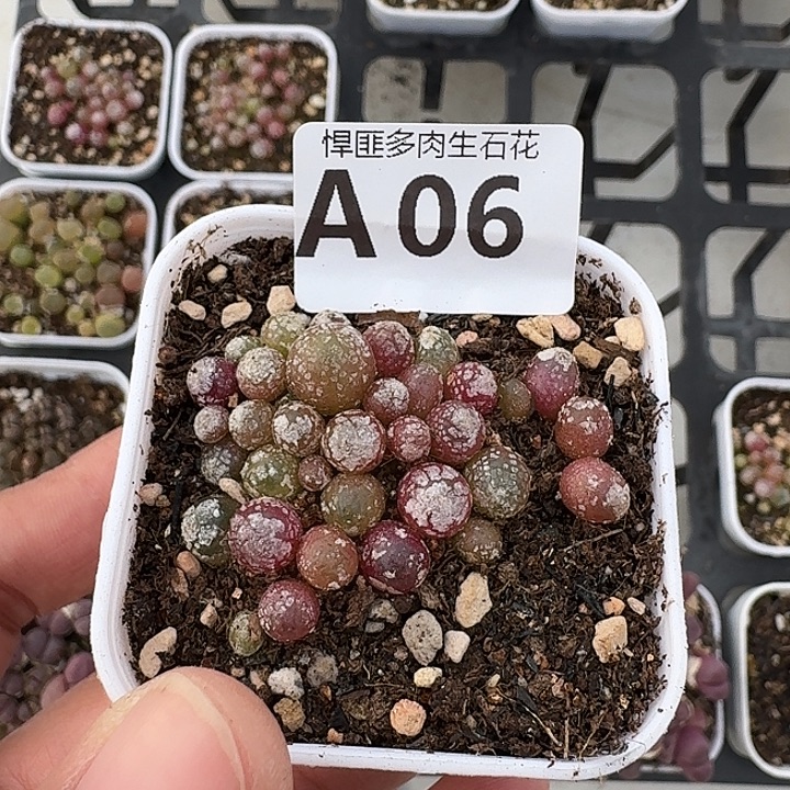 6多肉植物多肉植物