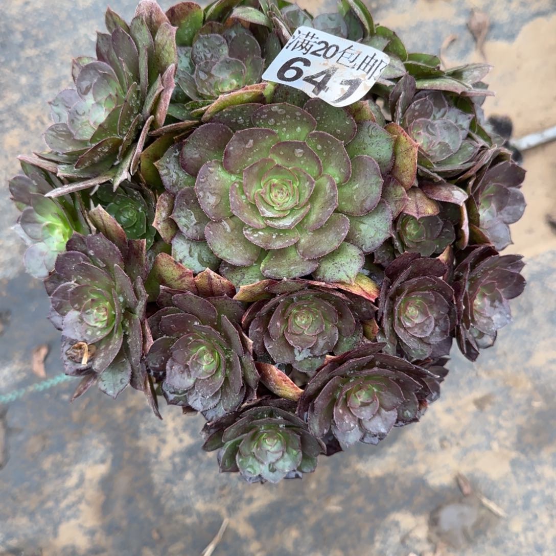 沙拉万641满20包邮断枝不包瑕疵