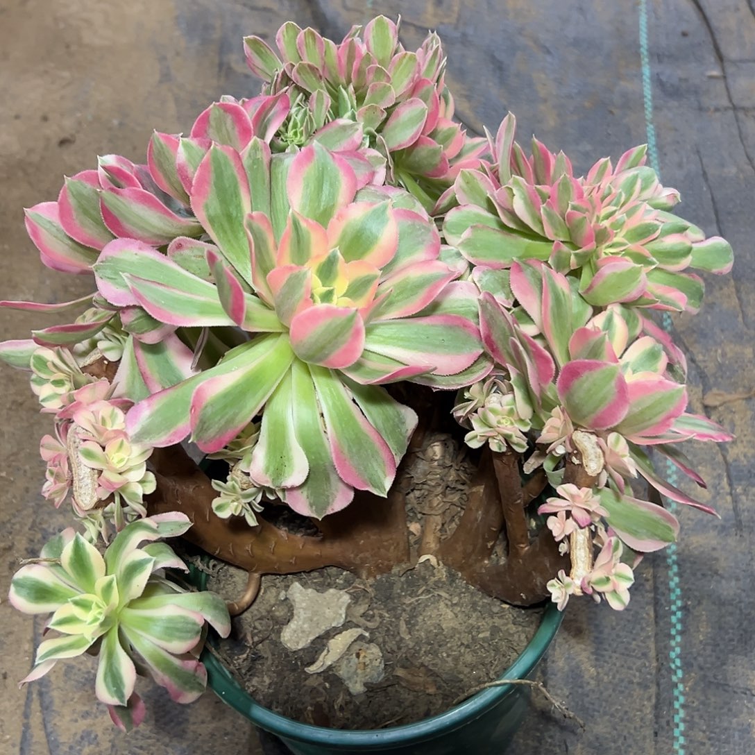 多肉328植物粉女巫母本