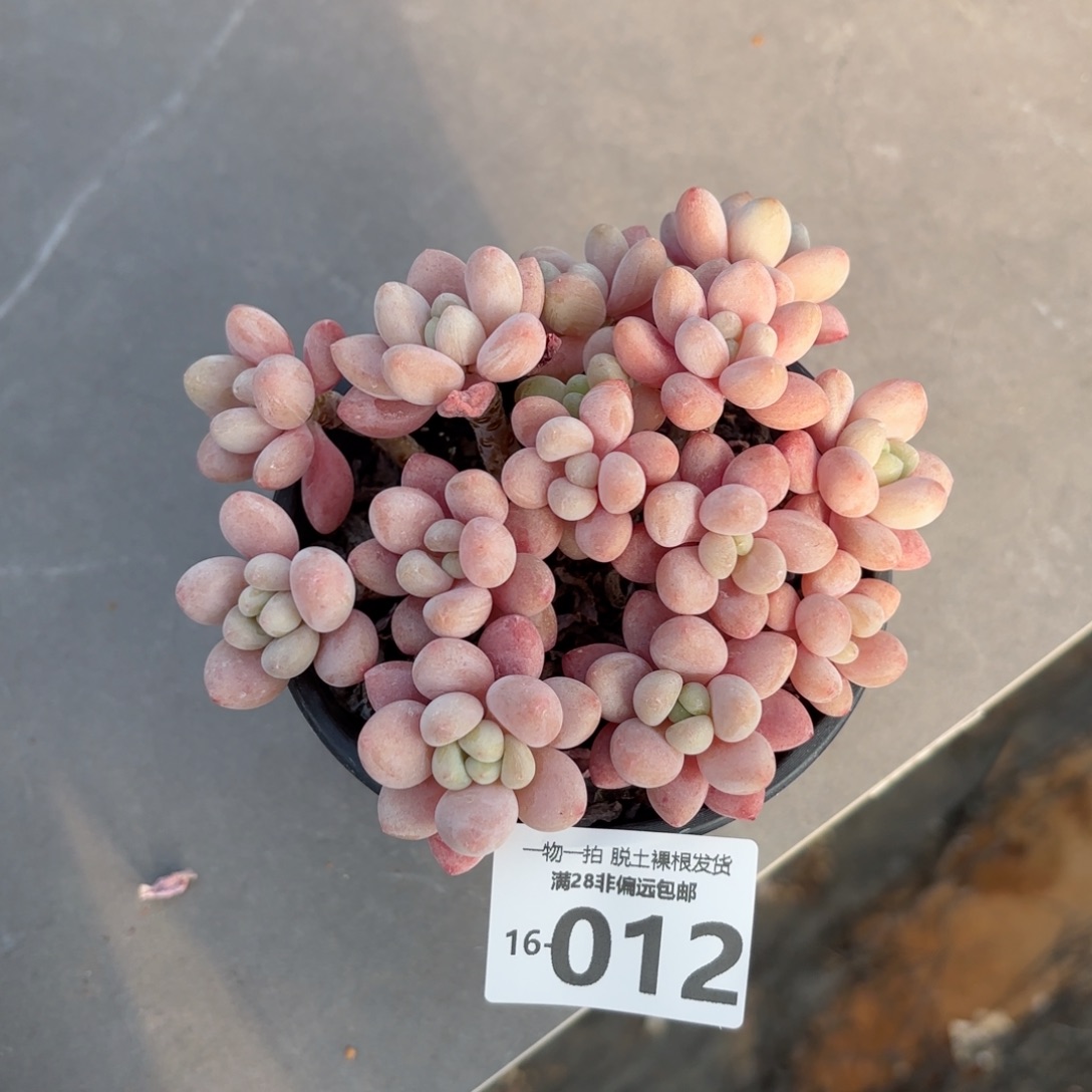 韩系鱼子酱老桩多肉