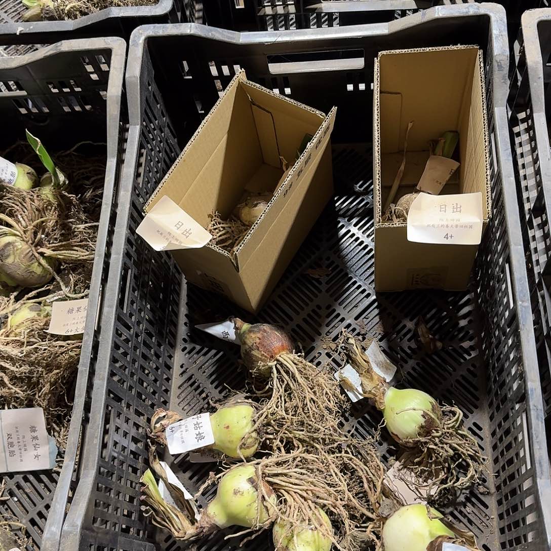 西子姑娘6+裸球发发