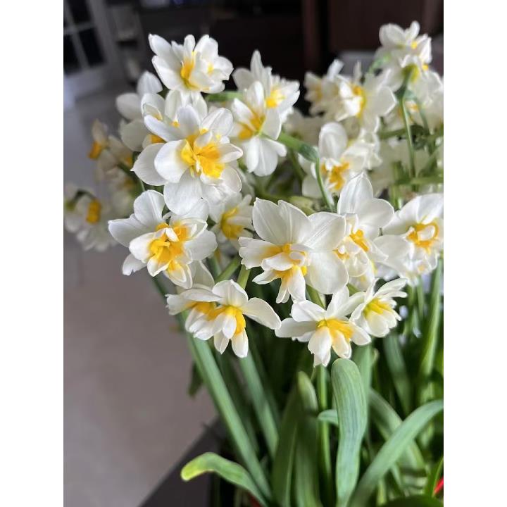 [花漫奢]春晚款红福盆漳州水仙花年宵花水培清香好养花卉绿植香花