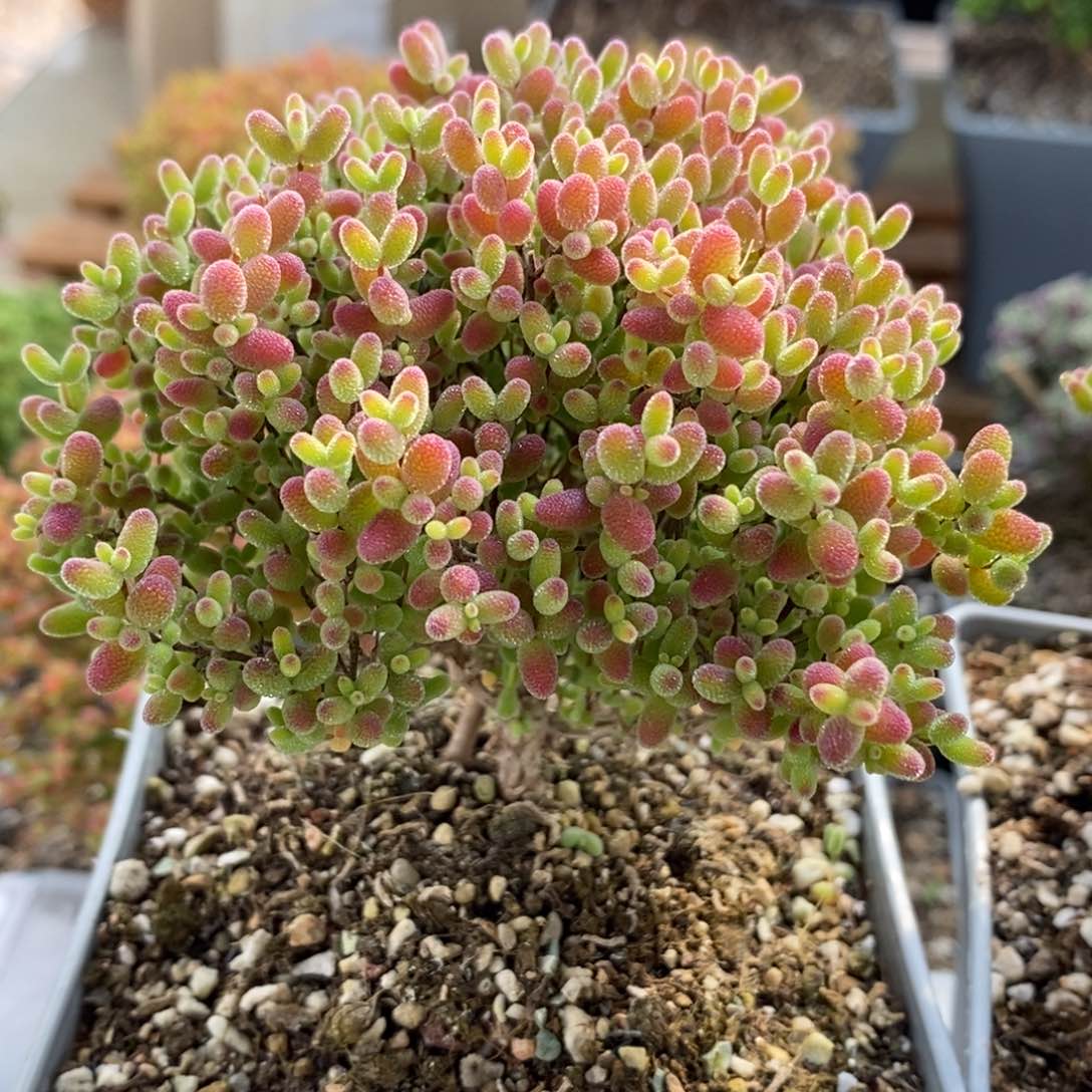 蜜橘糖球6619枝干番杏