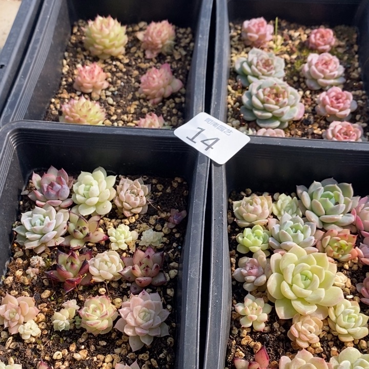 14 多肉植物盆栽花卉