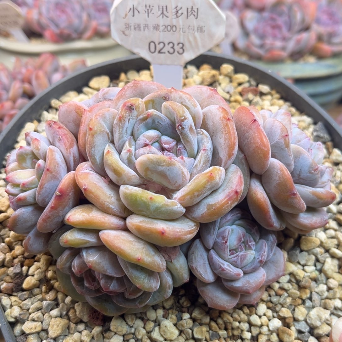 绿底紫心233/13cm6头