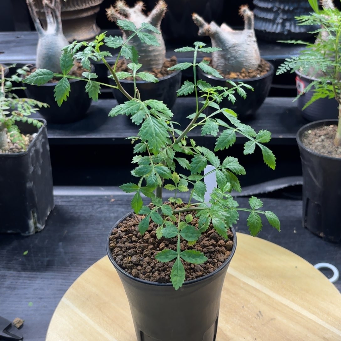 木皮皮虾裂榄带盆发货