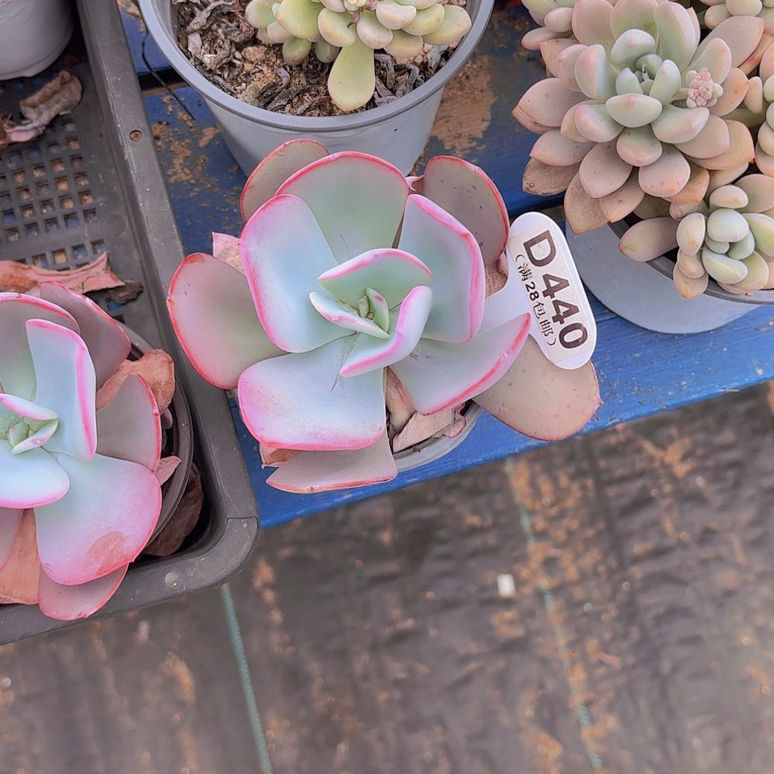 D440白雪公主一物一拍