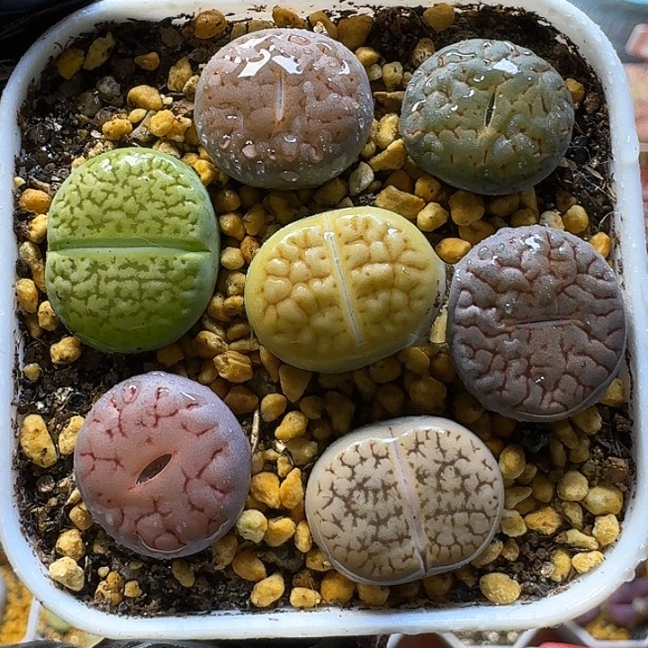 211211生石花。   179