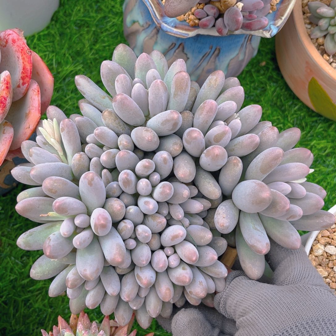 汤圆13头888888888888多肉