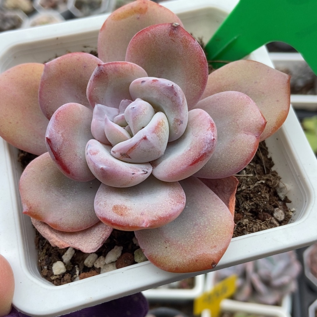 6701奶茶多肉植物多肉