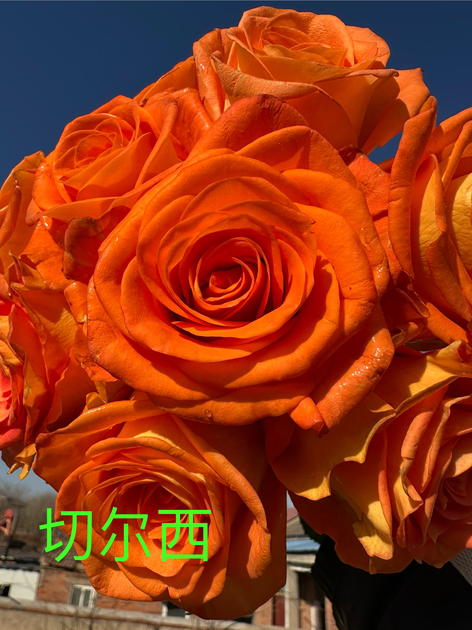 切尔西月季玫瑰花苗橙黄色高杯大花品种四季开花阳台庭院绿植