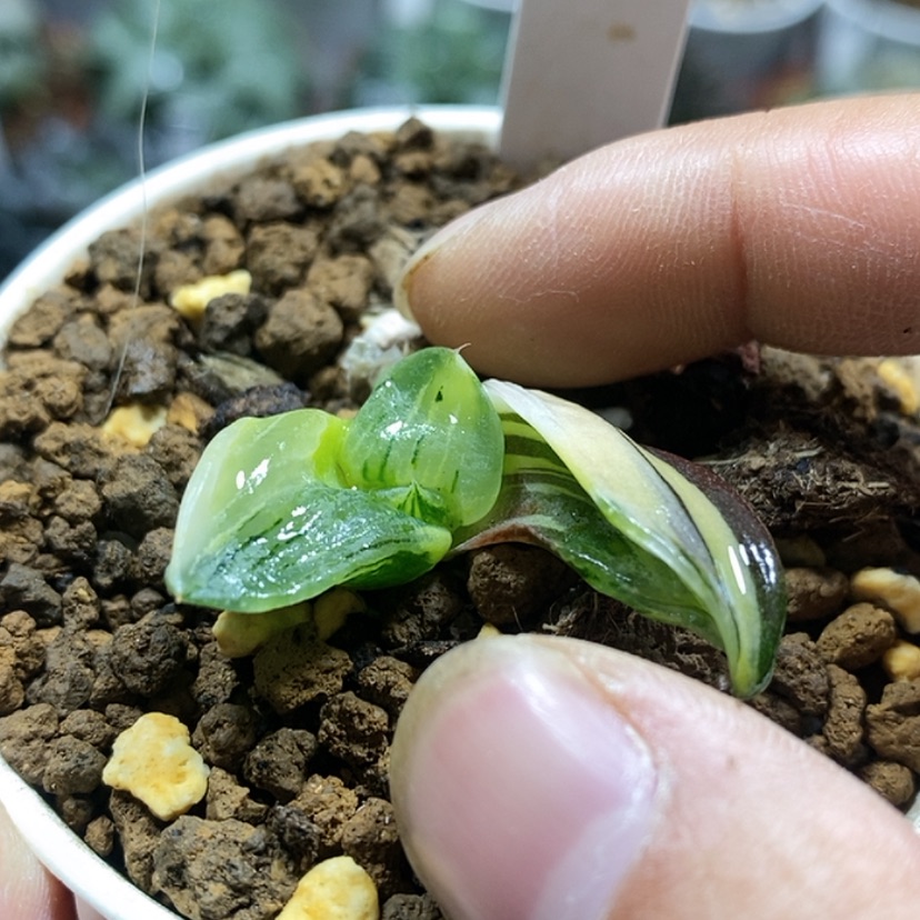 【闪购商品】340裹般若