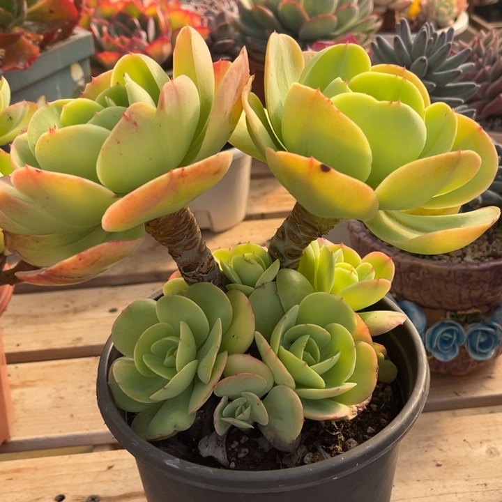 鸡蛋碧桃多肉植物8 1 9