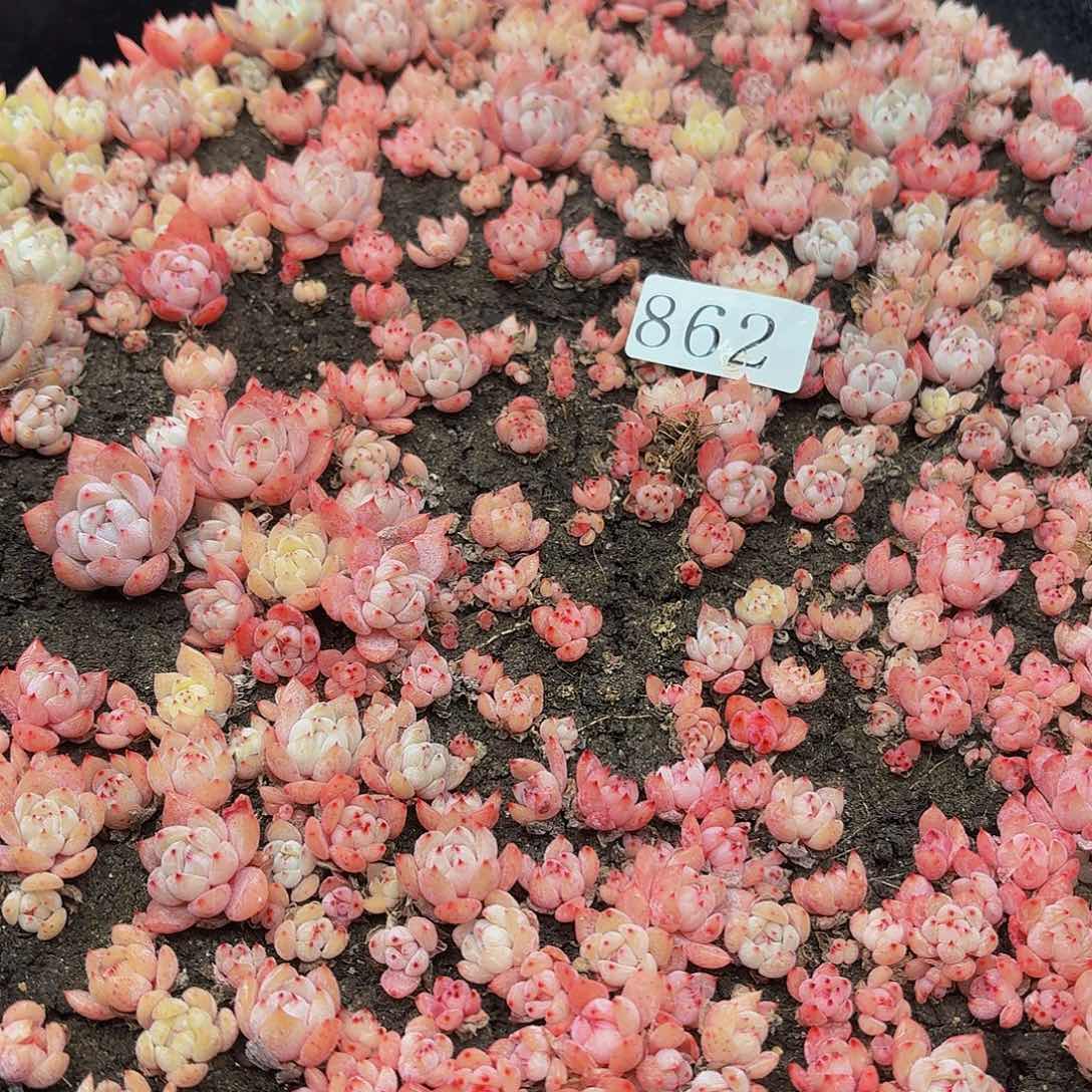 多肉植物多肉植物362