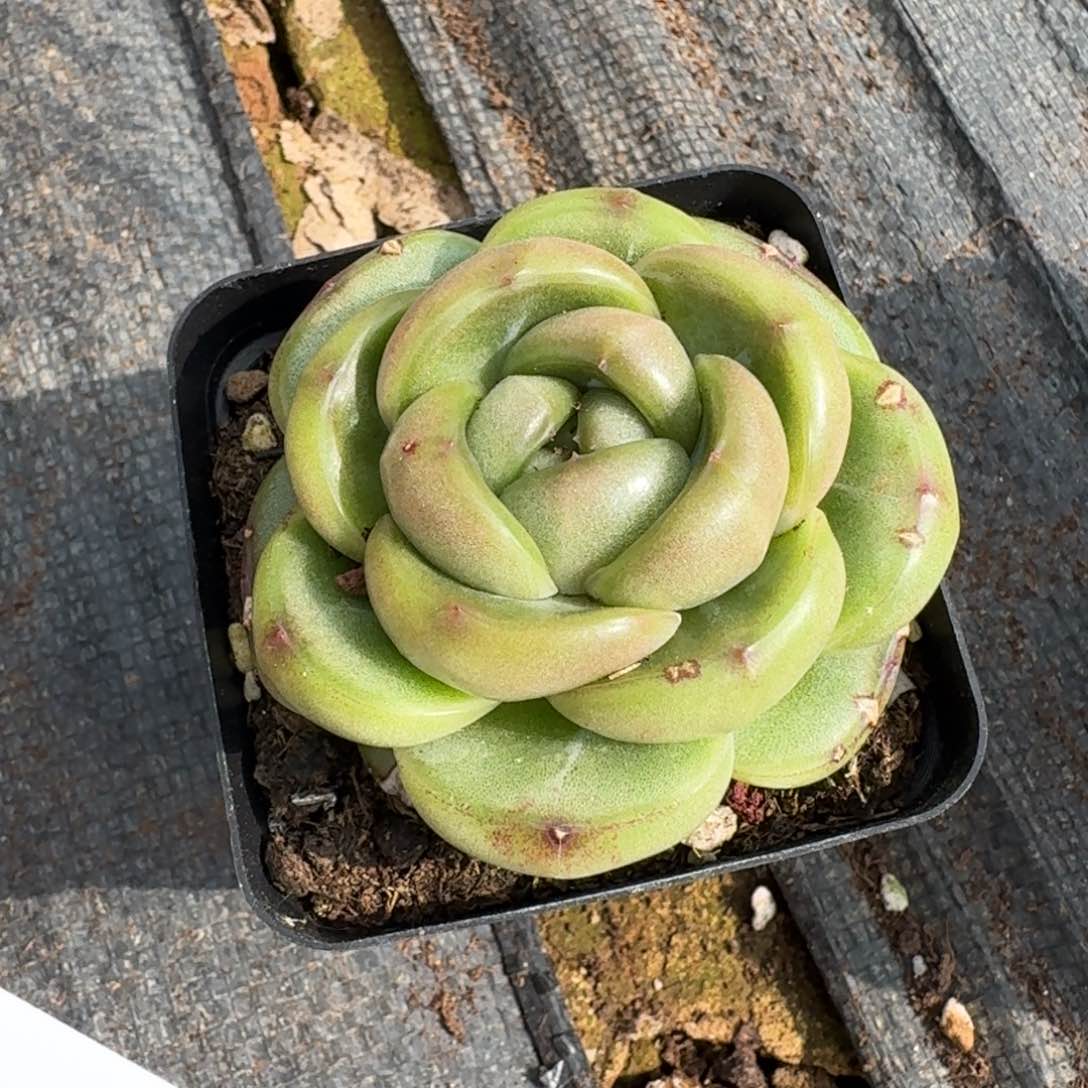 皮艾拉珍妮特树种单头22-148